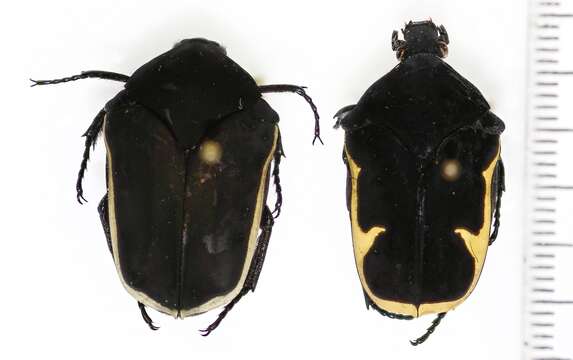 Image of flower beetles