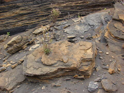 صورة Ageratina adenophora (Spreng.) R. King & H. Rob.