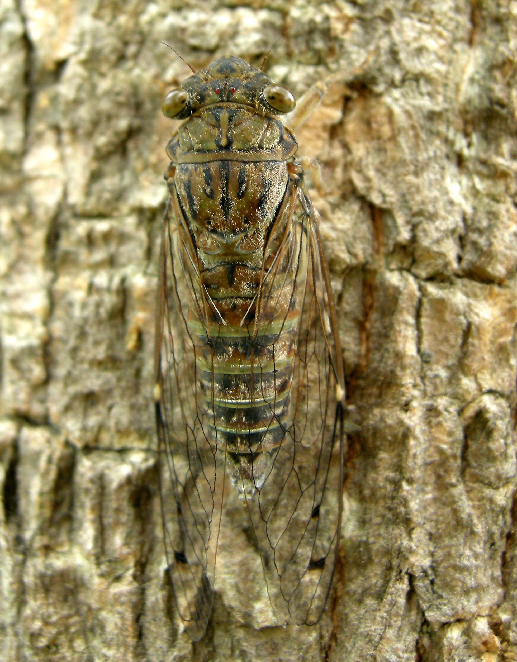 Image of Cicadas, Leafhoppers, and Treehoppers