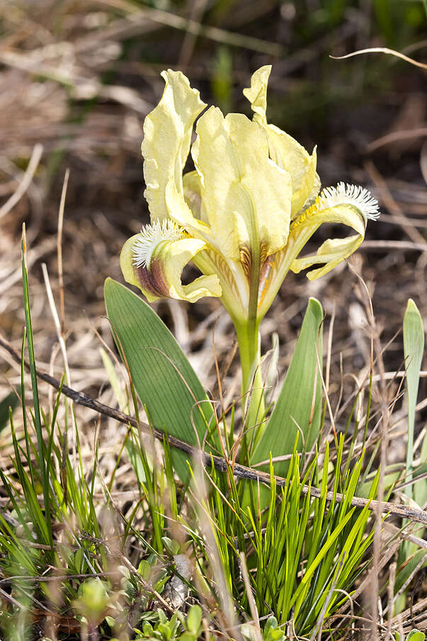 Plancia ëd Iris pumila L.