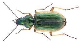 Image of Agonum (Agonum) marginatum (Linnaeus 1758)