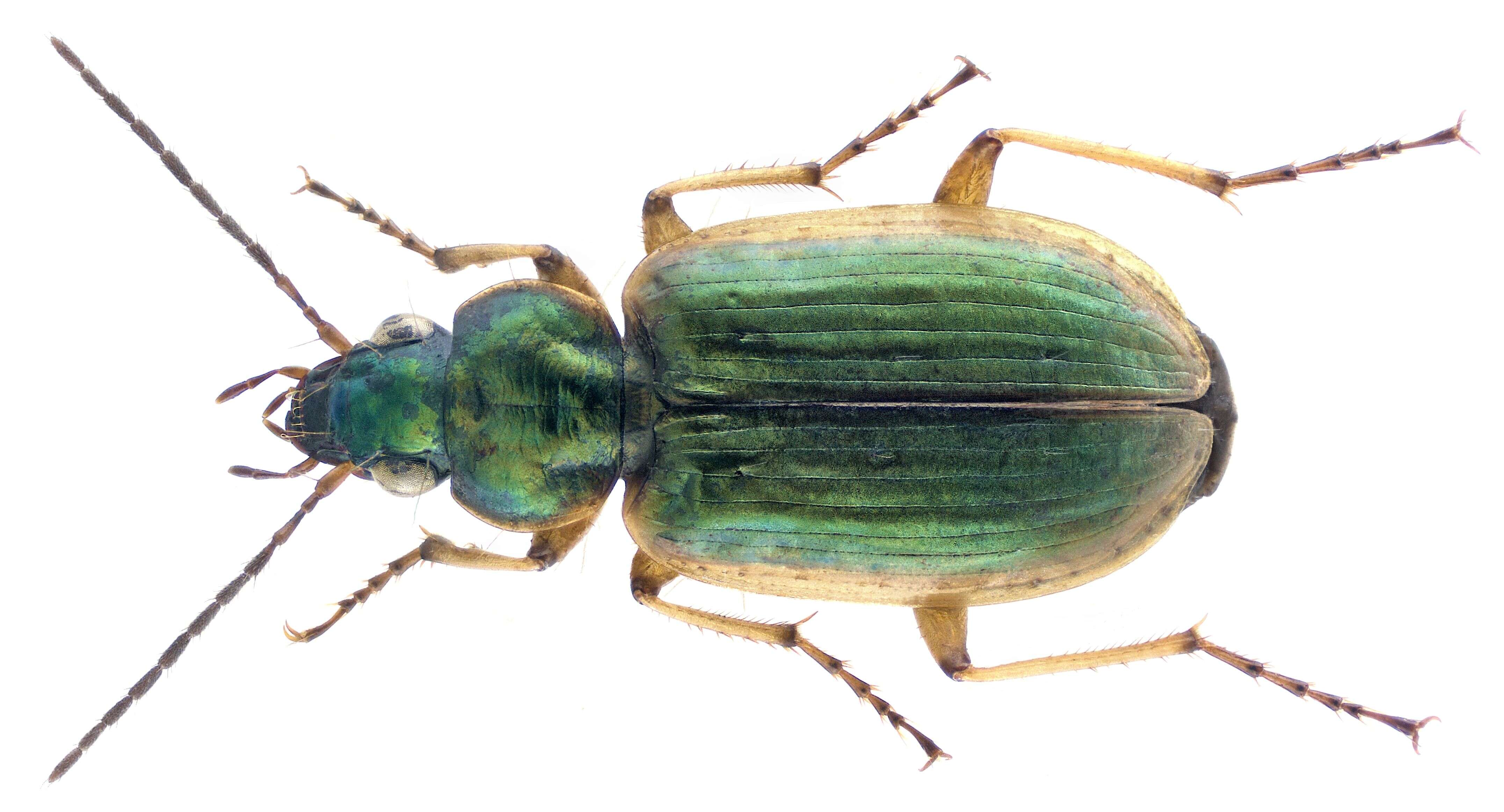 Image of Agonum (Agonum) marginatum (Linnaeus 1758)