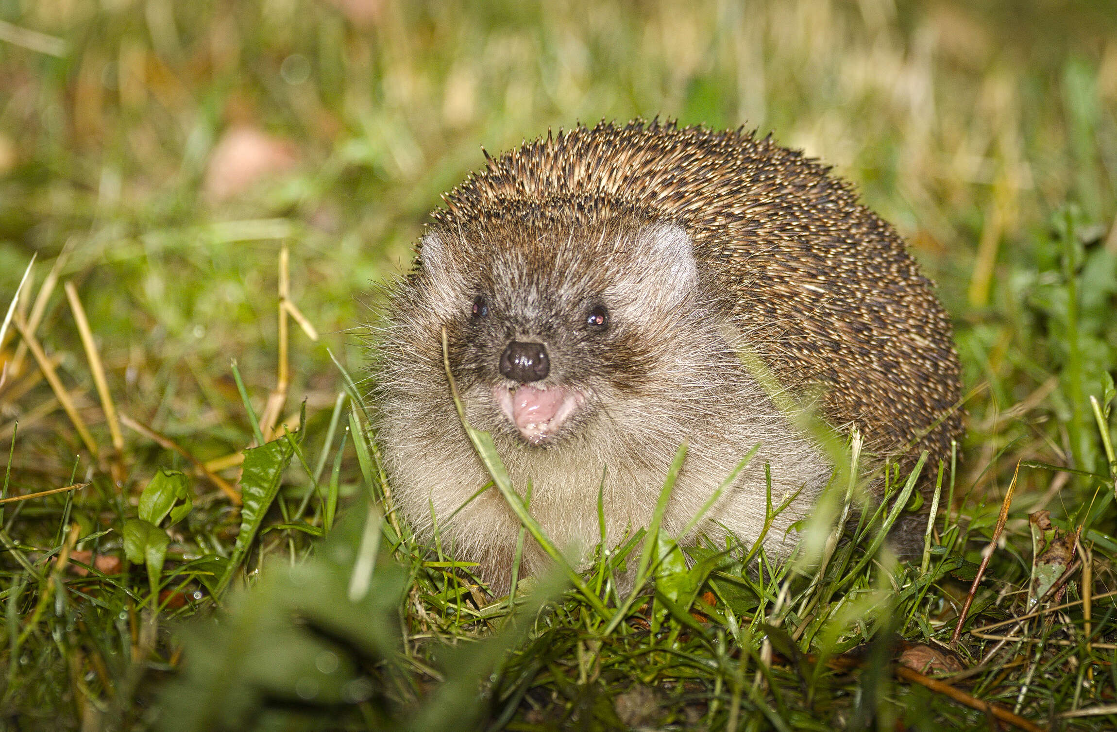 Image of Northern White-Breasted Hedgehog