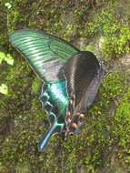 Image de Papilio maackii Ménétriés 1859