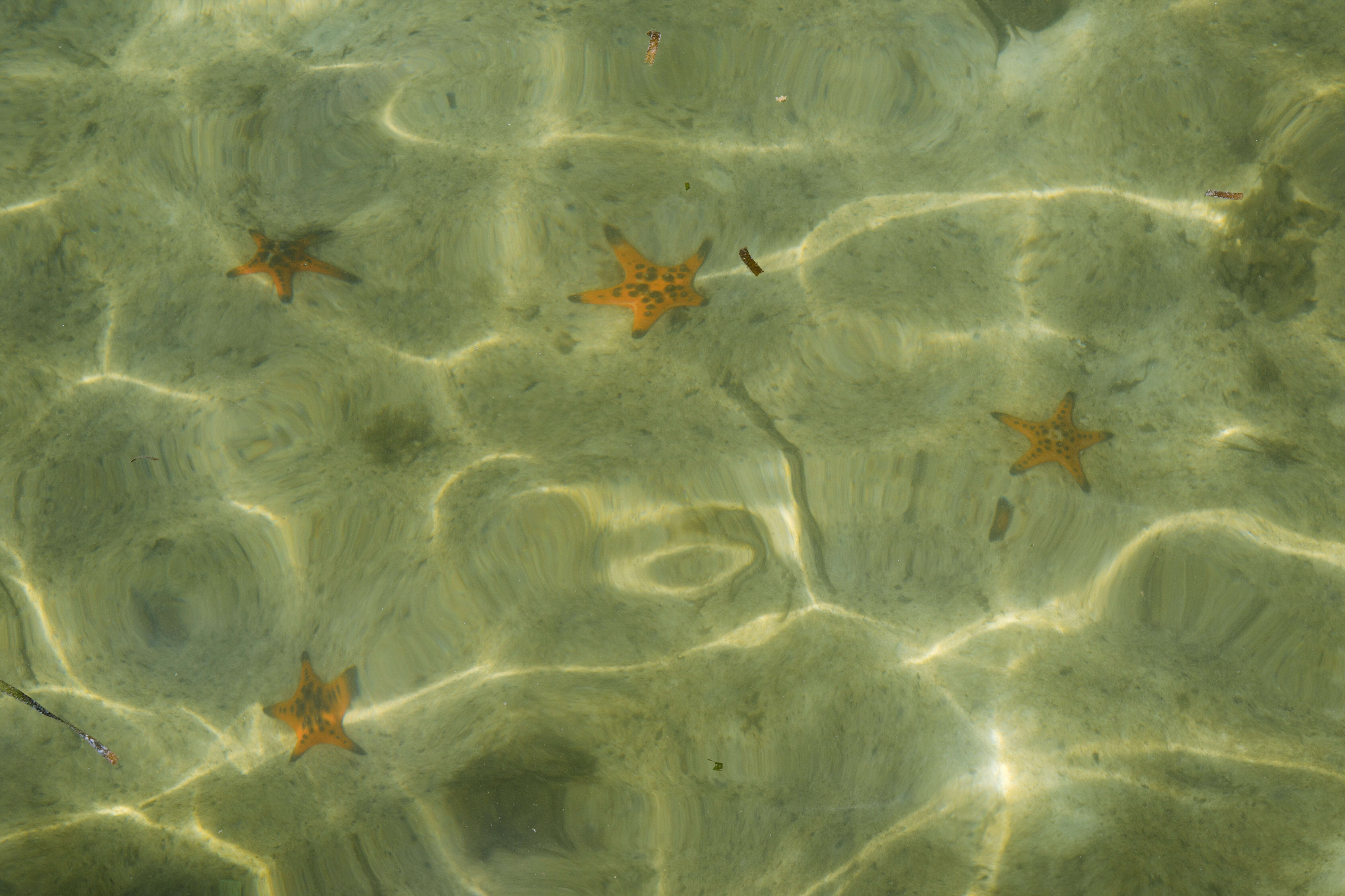 Image of chocolate chip sea star