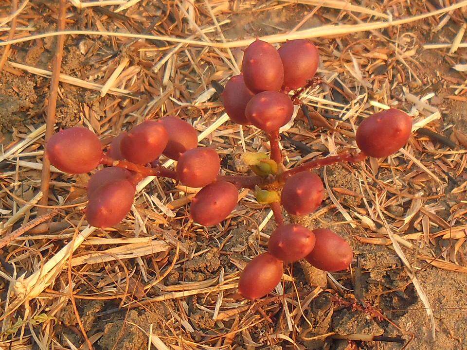 Image of Lannea edulis (Sond.) Engl.