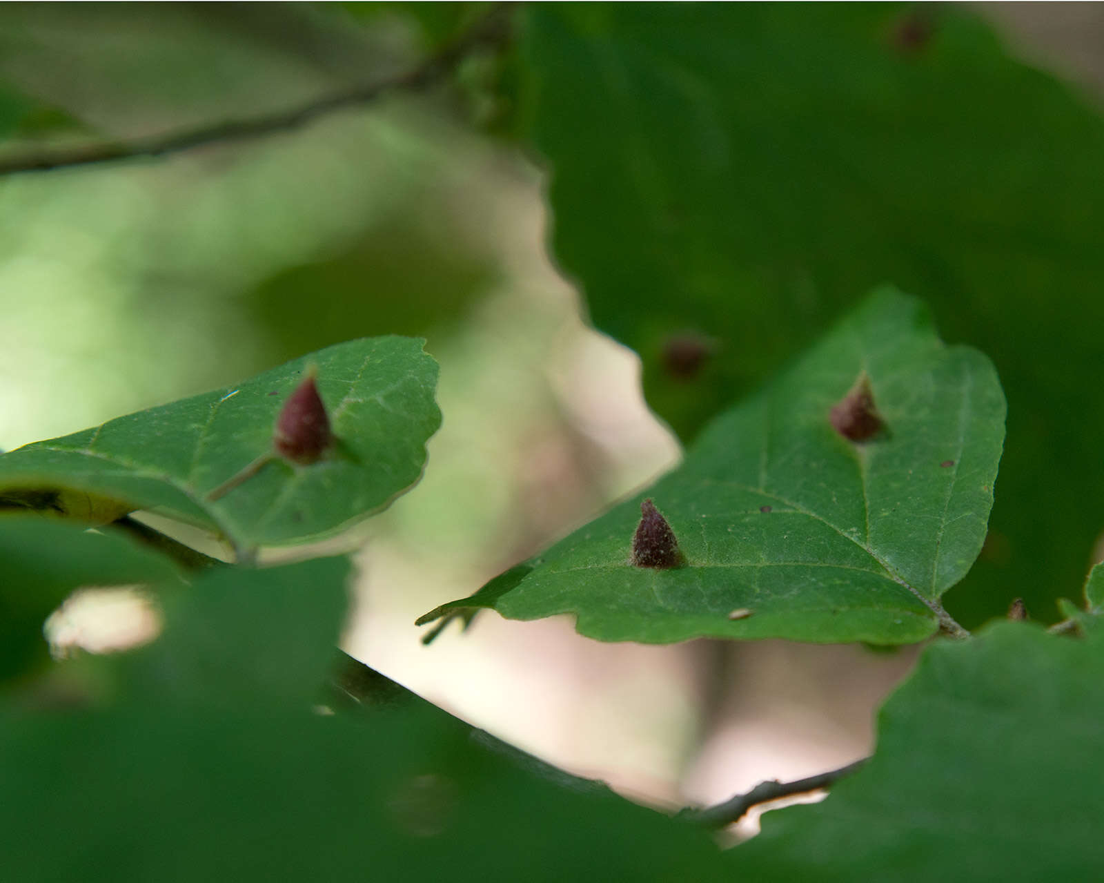 Image of Witch Hazel Cone Gall Aphid