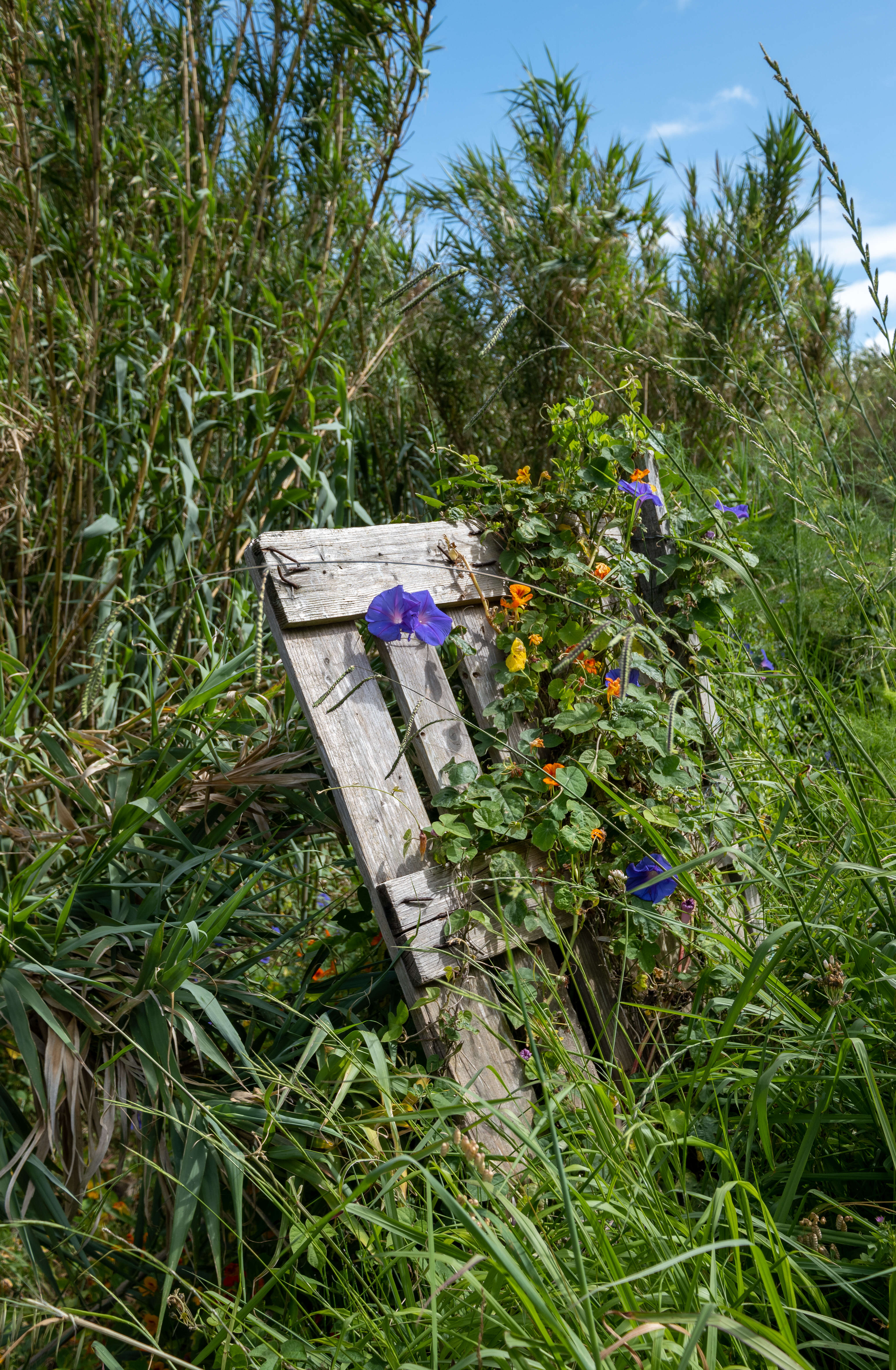 Sivun Ipomoea indica (J. Burman) Merr. kuva