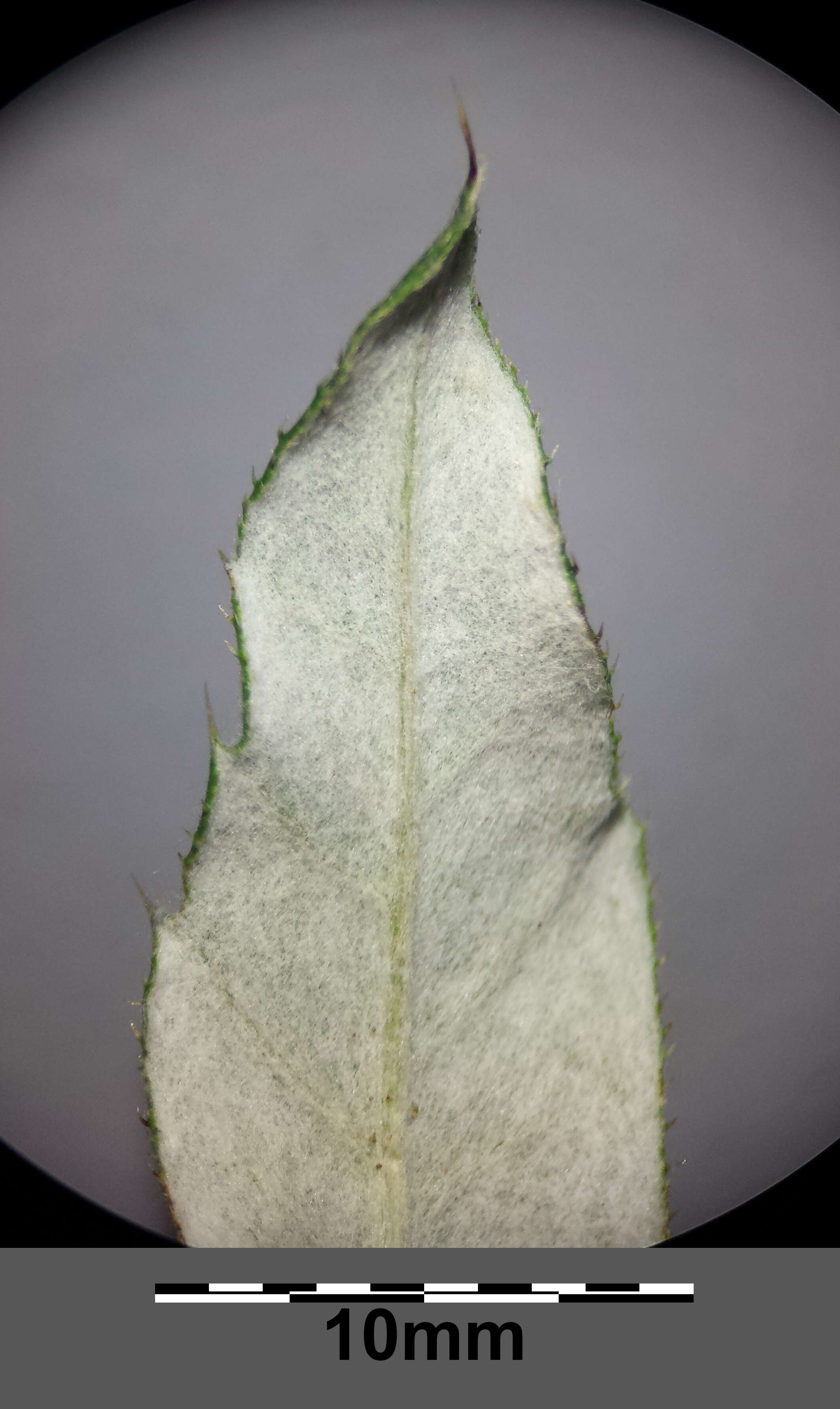Image of Echinops bannaticus Rochel ex Schrad.