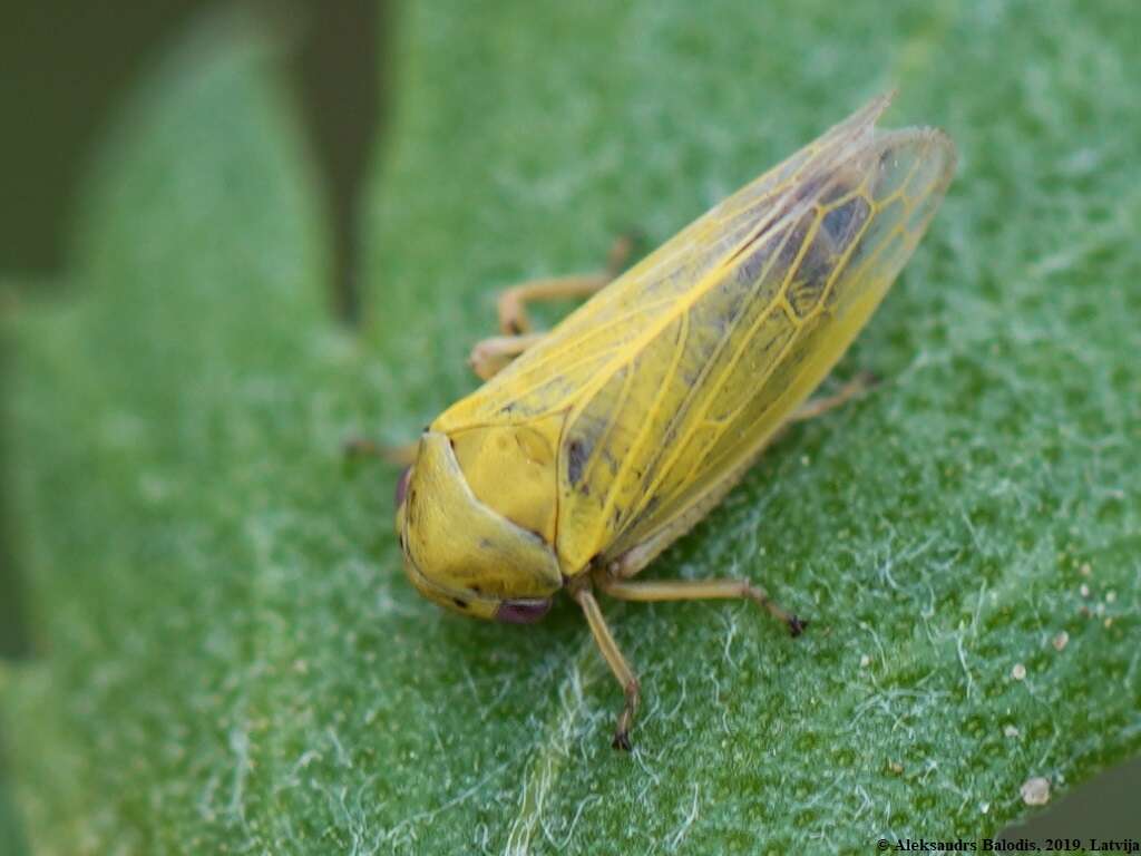 Image of Oncopsis (Oncopsis) flavicollis Linnaeus 1761