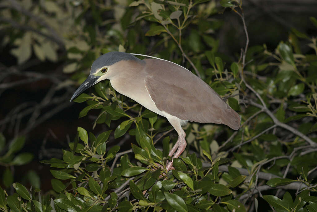Image of Nankeen Night Heron