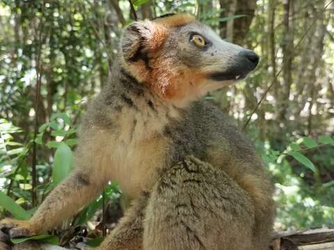 Image of Crowned Lemur