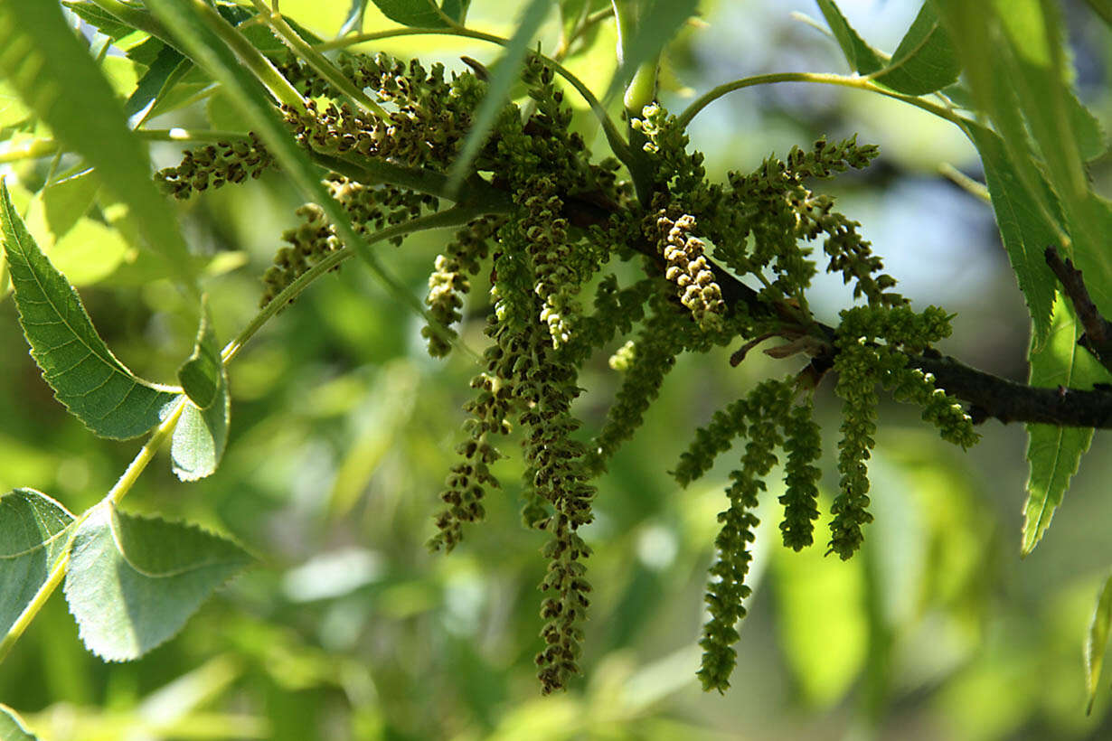 Image of Carya illinoinensis