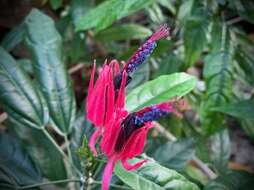 Image of Pavonia multiflora A. St.-Hil.