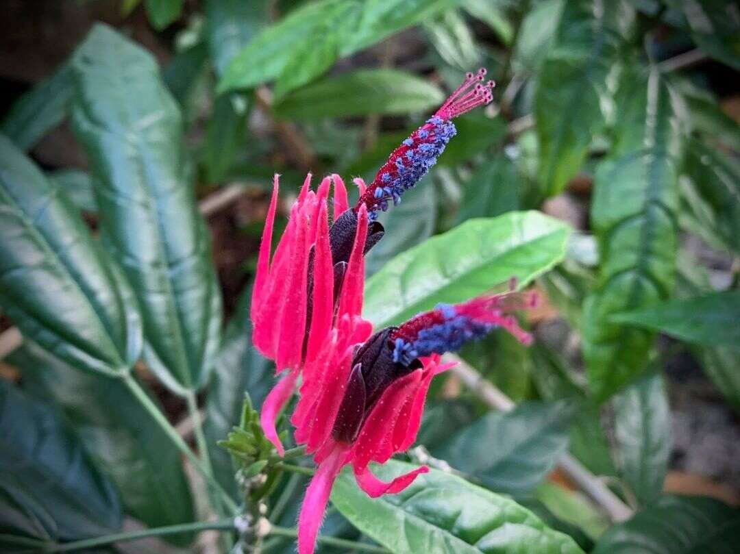 Image of Pavonia multiflora A. St.-Hil.