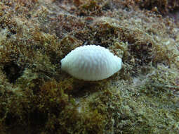 Image of Kernel cowry