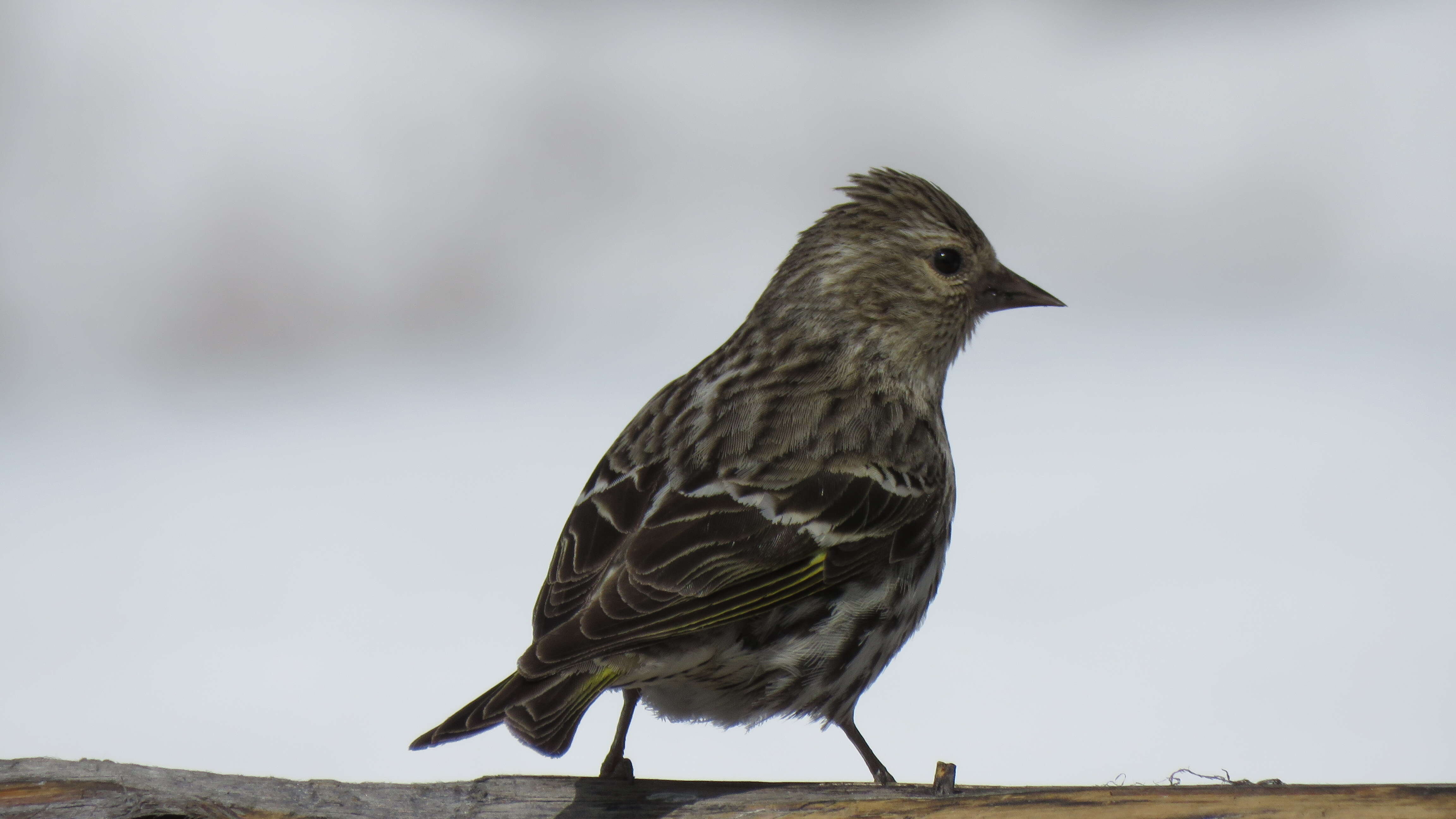 Image of Pine Siskin