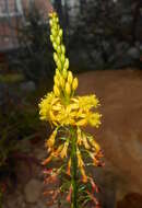 Image of Bulbine alooides (L.) Willd.