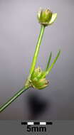 Juncus bulbosus L.的圖片