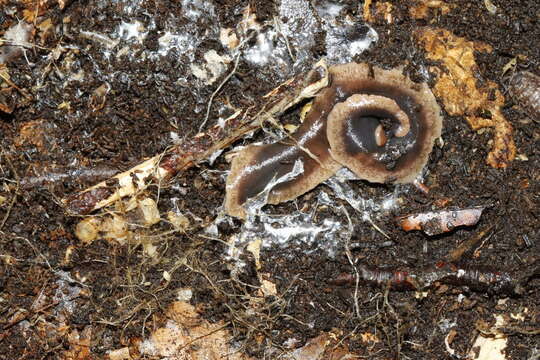 Image of New Zealand flatworm