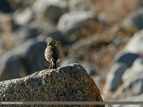 Image of Rosy Pipit