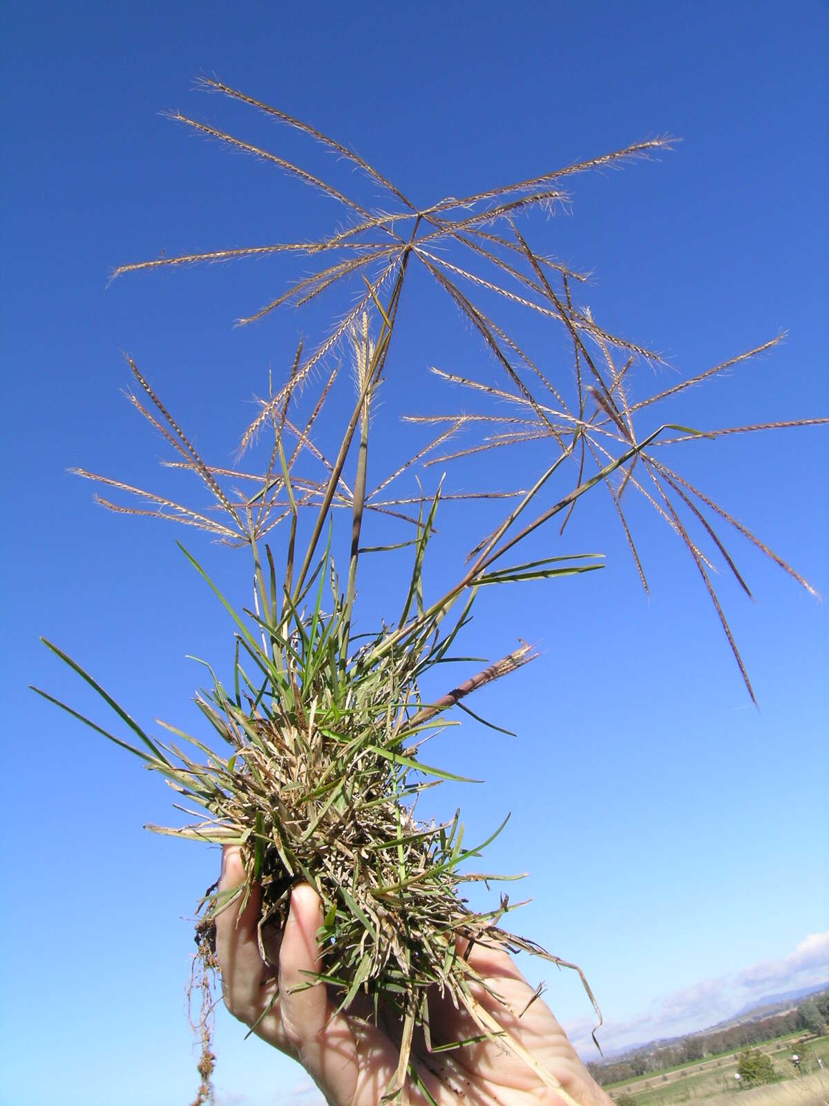 Image of Australian fingergrass