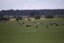 Image of Common Crane