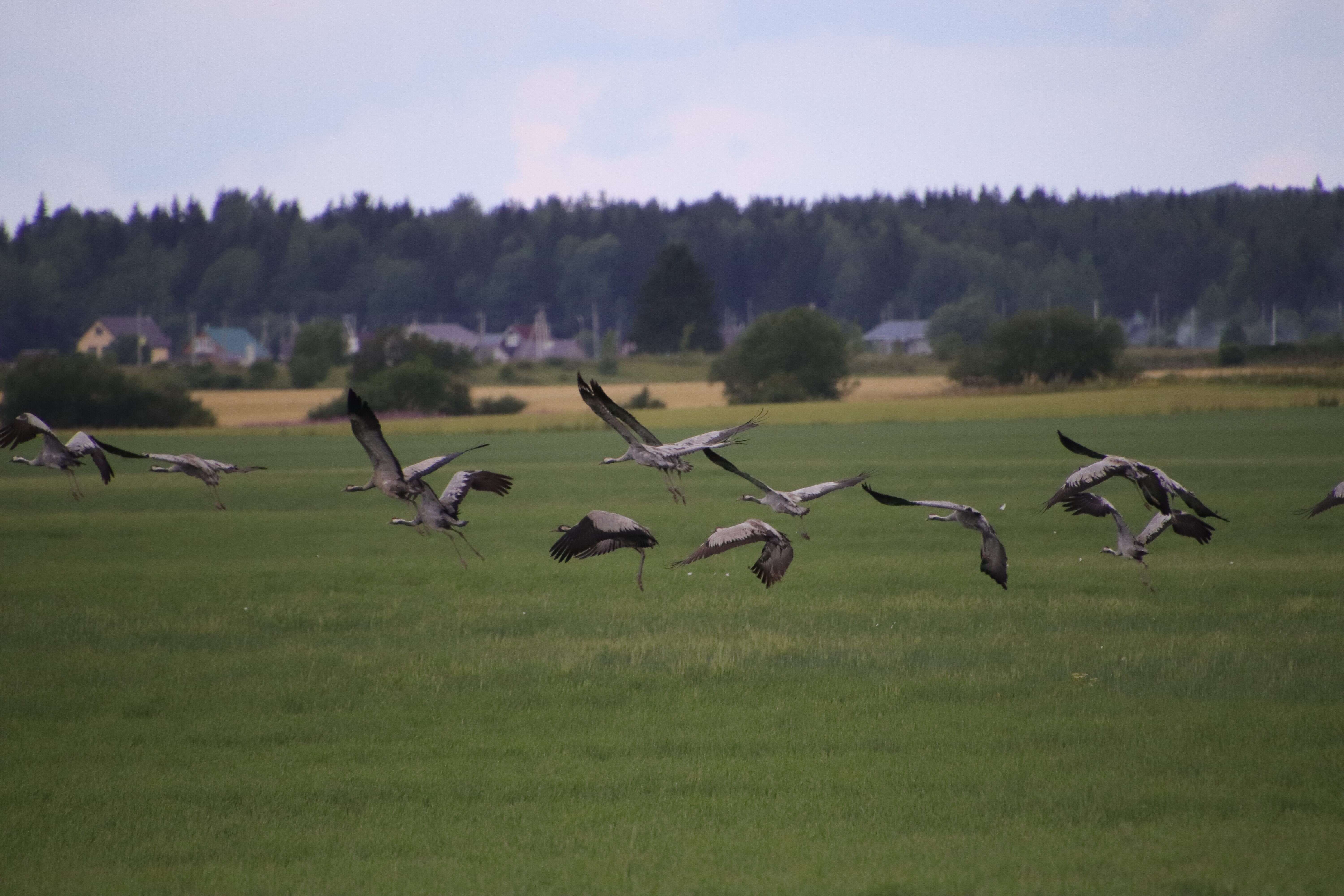 Image of Common Crane