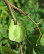 Holoptelea integrifolia (Roxb.) Planch. resmi