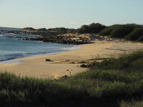 Image of Hawaiian Monk Seal