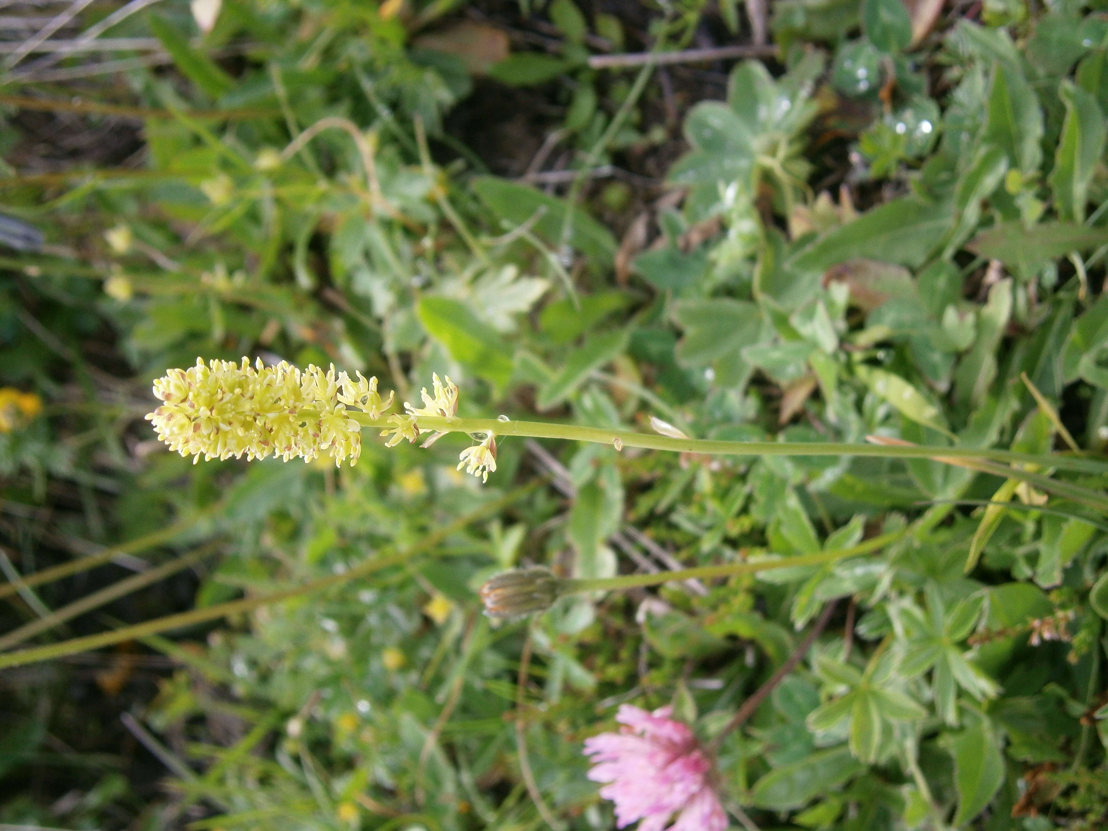 Image of Tofield's asphodel