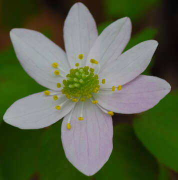 Image of Rue-Anemone