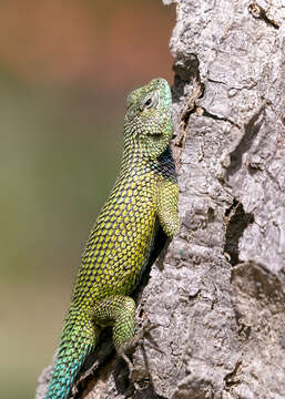 Image of Green Spiny Lizard