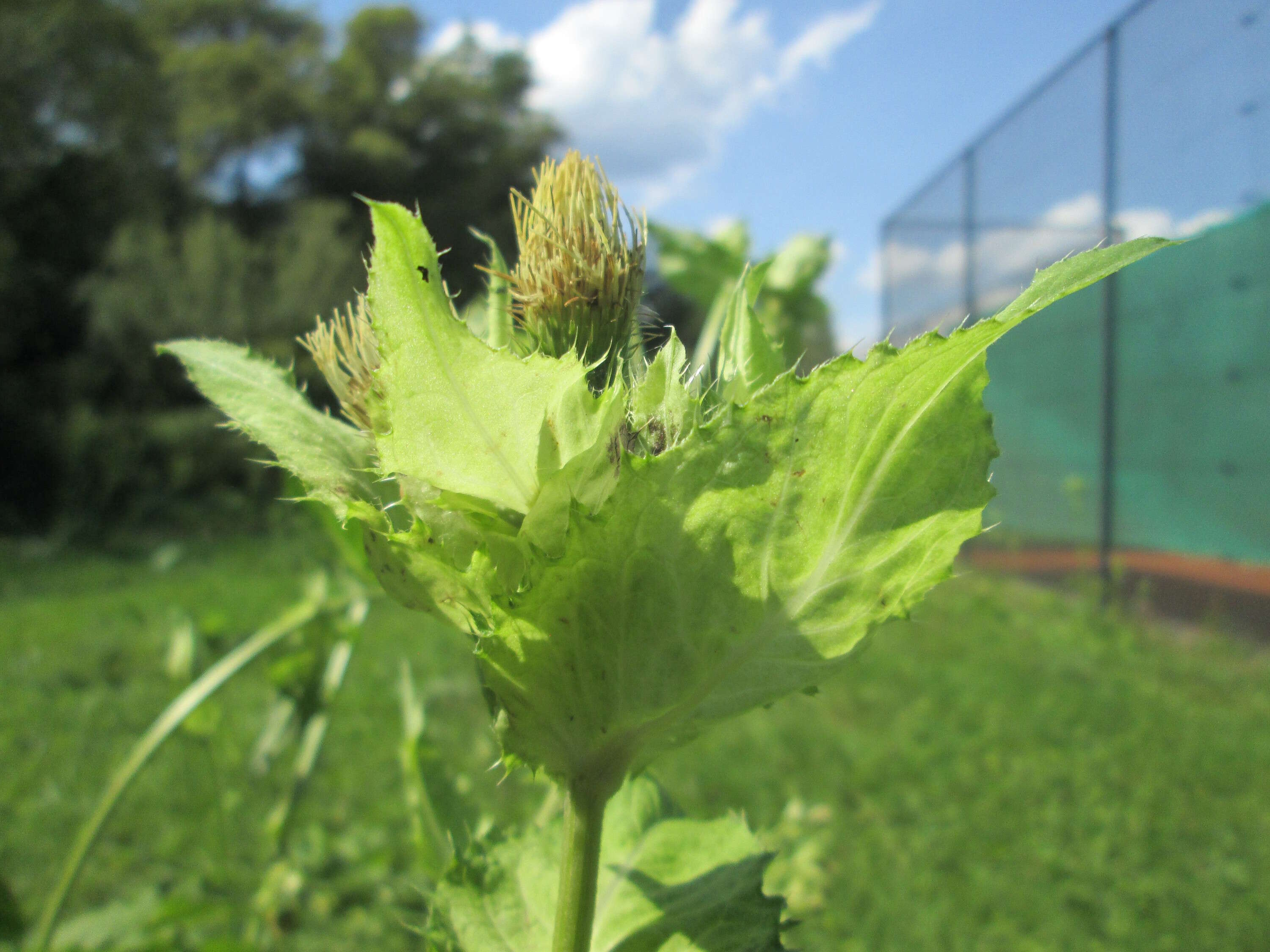 Image of Cabbage Thistle