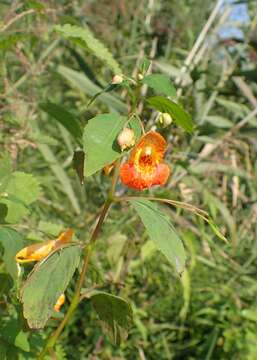 Image of jewelweed