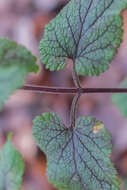 Слика од Teucrium scorodonia L.