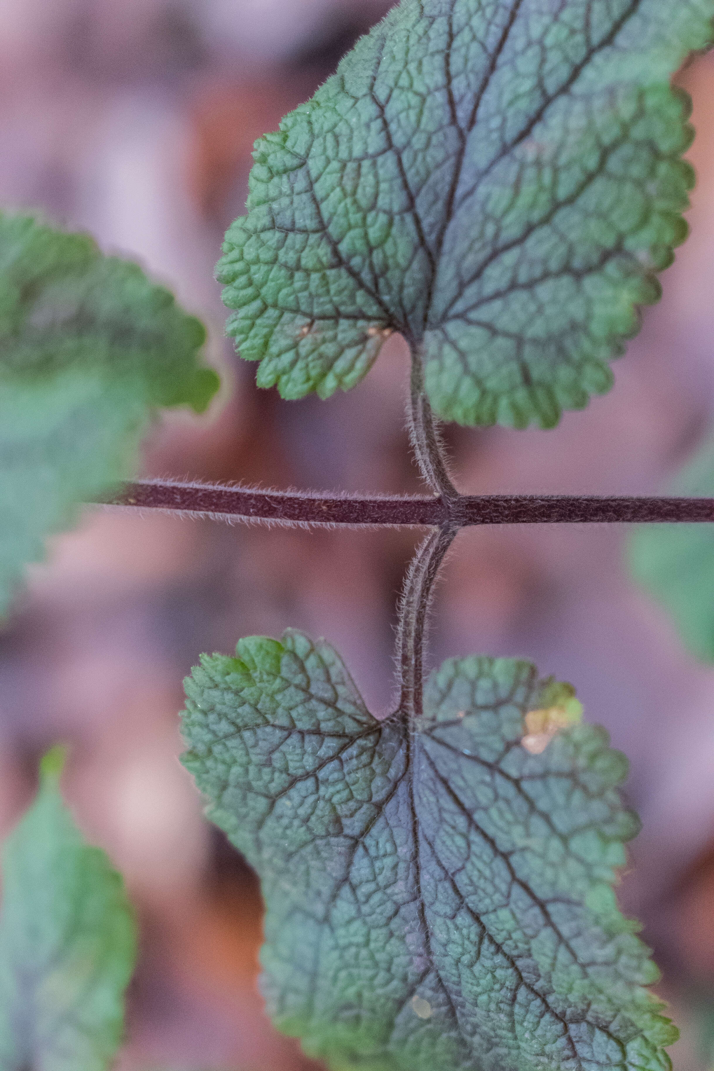 Слика од Teucrium scorodonia L.