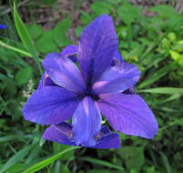 Image of Virginia iris