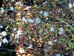 Image of Mediterranean sea lavender