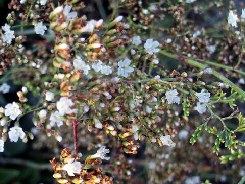 Image of Mediterranean sea lavender