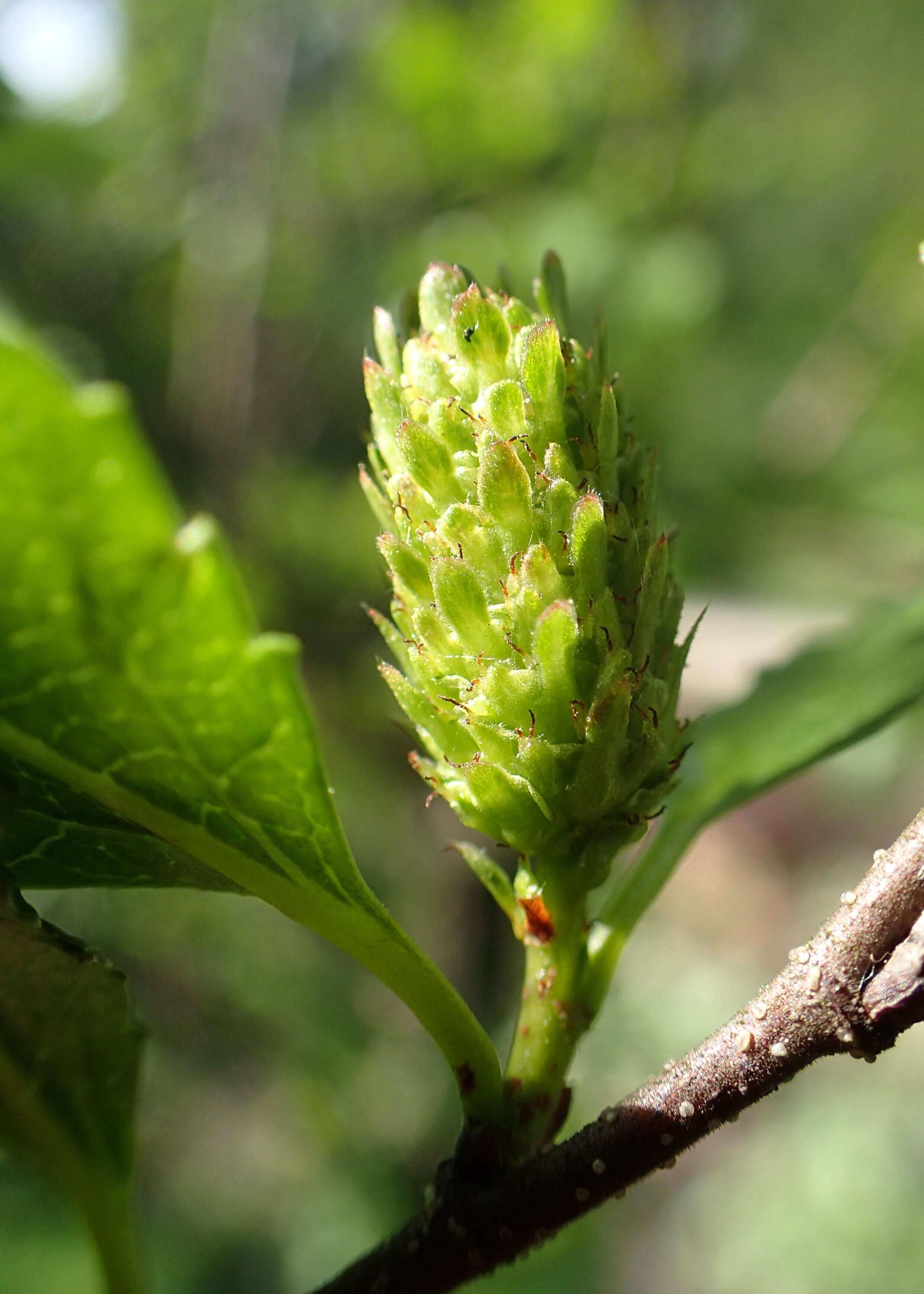 Image of Shrubby Birch