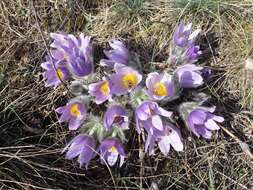 Image of Greater Pasque Flower