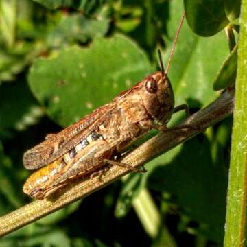 Image of Common Field Grasshopper