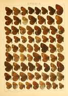 Image of Erebia iranica Grum-Grshimailo 1894