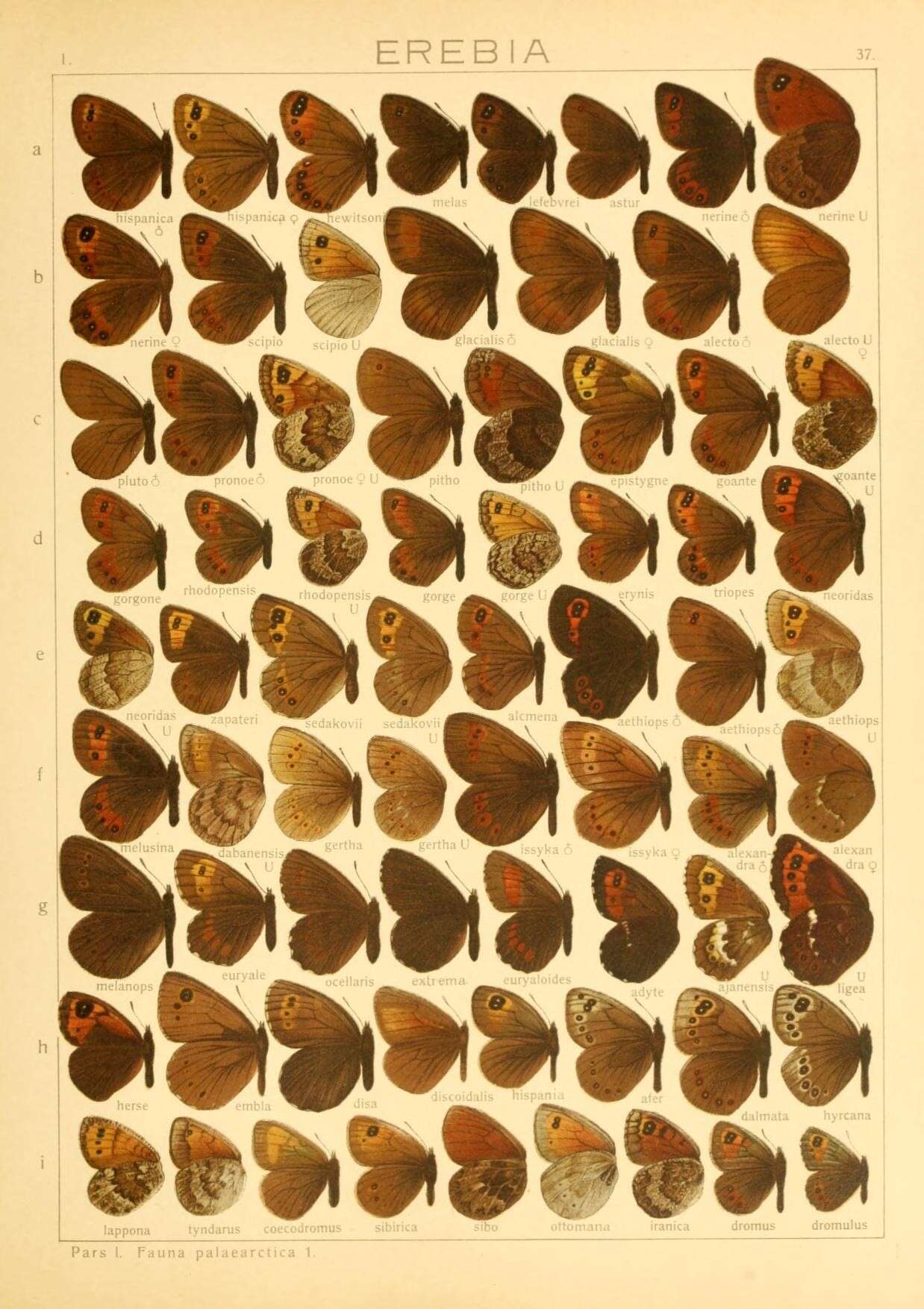 Image of Erebia iranica Grum-Grshimailo 1894