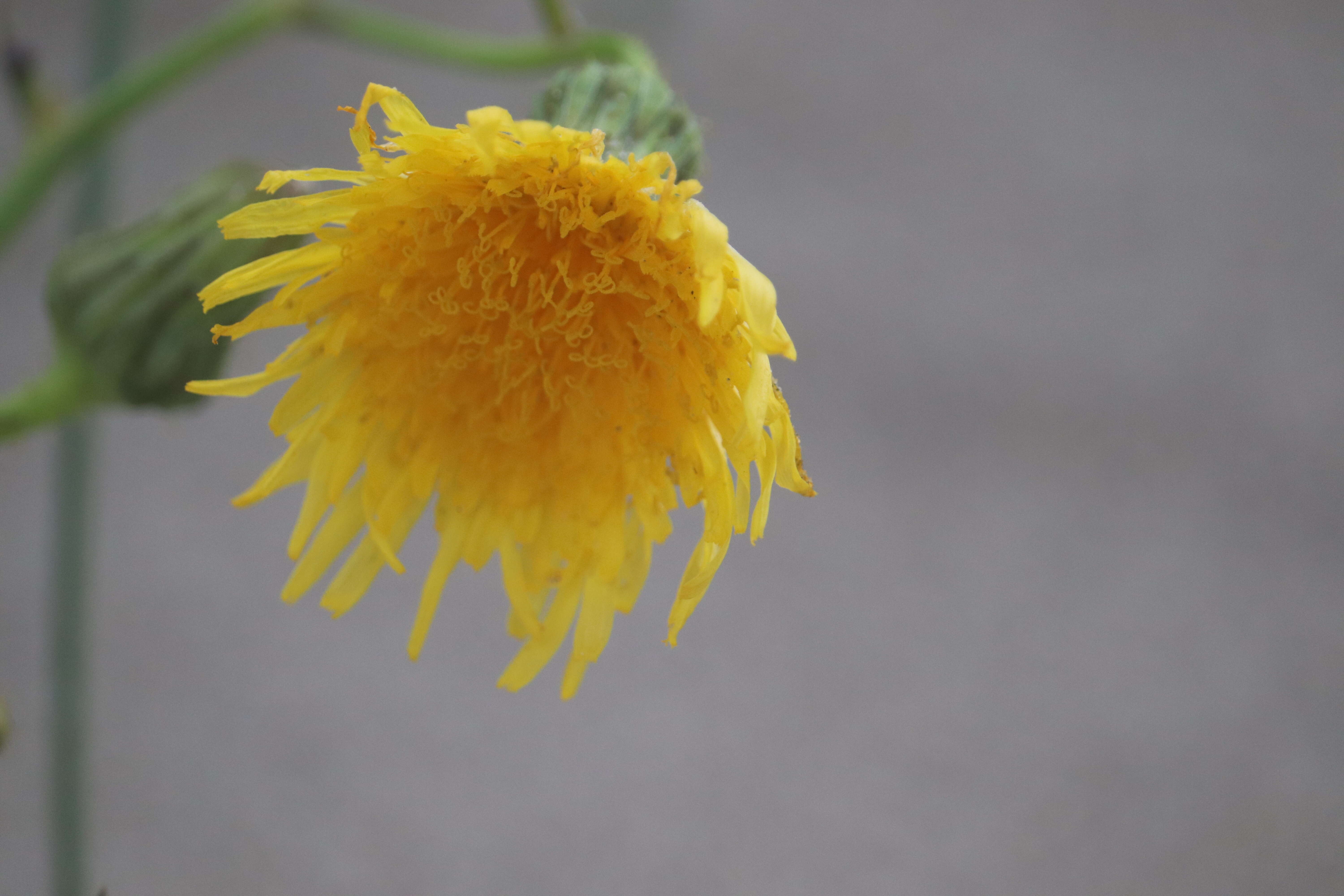 Plancia ëd Sonchus arvensis L.