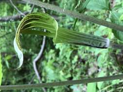 Слика од Arisaema triphyllum (L.) Schott