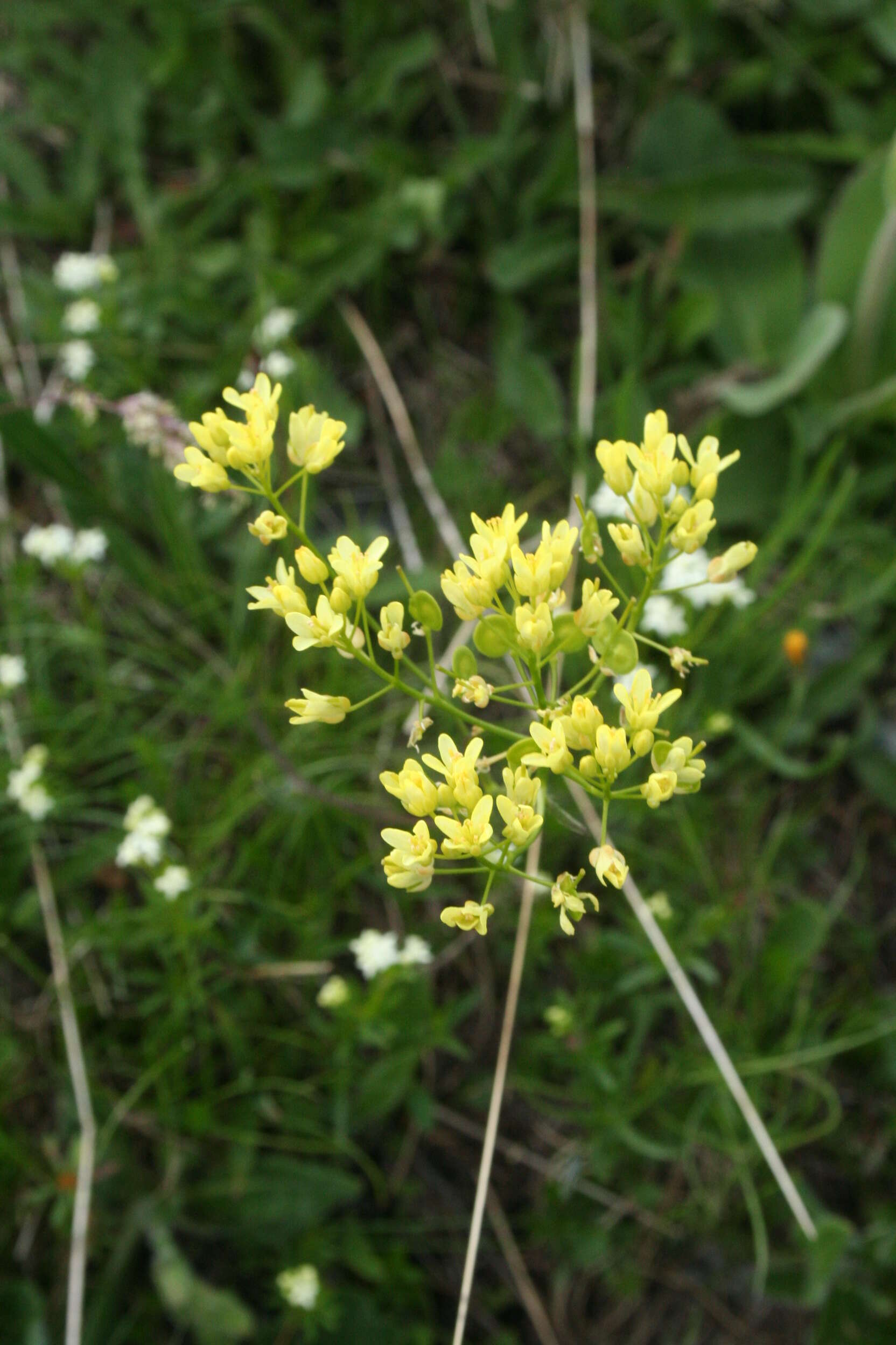 Image of Buckler Mustard