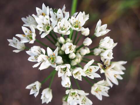 Image of Allium ramosun