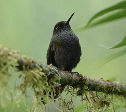 Image of Hoary Puffleg